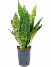 Fabulous Snake Plant Sansevieria masoniana 'Dragon' Indoor House Plants