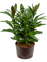 Vibrant Ti Plant Cordyline 'Glauca' Ti Plant Indoor House Plants