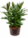 Vibrant Ti Plant Cordyline 'Glauca' Ti Plant Indoor House Plants