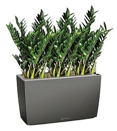 Zamioculcas Green Wall in LECHUZA CARARO Self-watering Planter, Total Height 110 cm