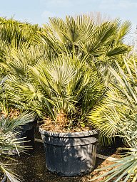 European Fan Palm Chamaerops humilis 'Vulcano'
