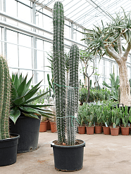 Impressive Candelabra Cactus Pachycereus weberi Indoor House Plants