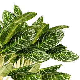 Colorful Chinese Evergreen Aglaonema 'Key Lime' Indoor House Plants