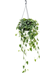 Shade-loving Satin Pothos Scindapsus pictus 'Argyraeus' Indoor House Plants