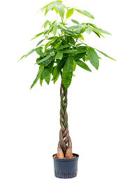 Insta-friendly Money Tree Pachira aquatica Tall Indoor House Plants Trees