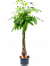 Insta-friendly Money Tree Pachira aquatica Tall Indoor House Plants Trees