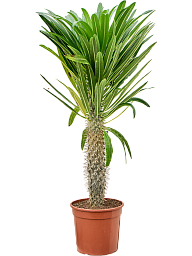 Pachypodium geayi