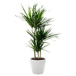 Dracaena Marginata in LECHUZA CLASSICO LS Self-watering Planter, Total Height 120 cm