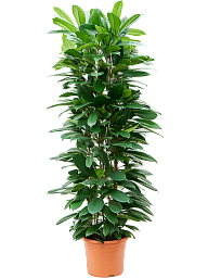 Lush African Fig Ficus cyathistipula Indoor House Plants