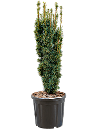 Photogenic English Yew Taxus baccata 'Fastigiata David' Outdoor Plants