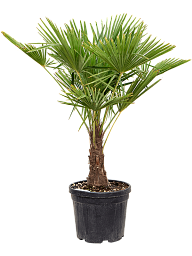 Windmill Palm Tree Trachycarpus fortunei (300-350)