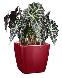 Alocasia Polly in LECHUZA QUADRO LS Self-watering Planter, Total Height 70 cm