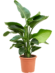 Tropical Bird of Paradise Strelitzia nicolai Indoor House Plants
