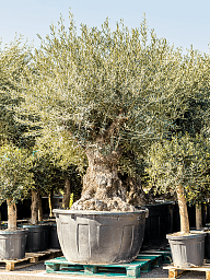 Showy Olive Olea europaea