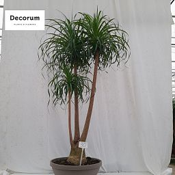 Beaucarnea
