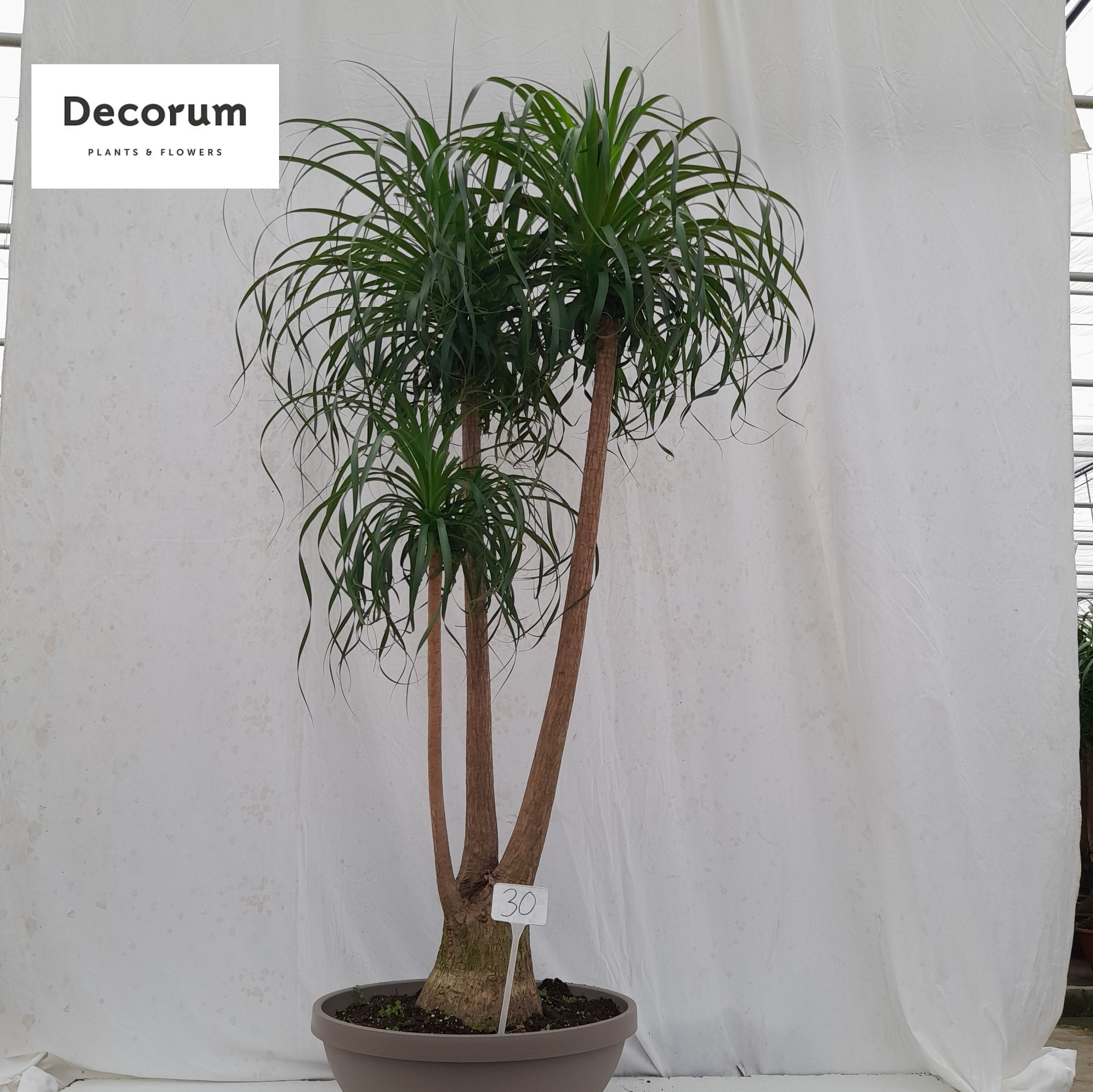 Beaucarnea