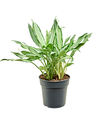 Aglaonema 'White Lance'