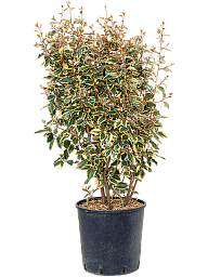 Elaeagnus ebbingei 'Viveleg'