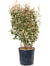 Elaeagnus ebbingei 'Viveleg'