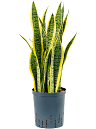 Elegant Snake Plant Sansevieria trifasciata 'Laurentii' Indoor House Plants