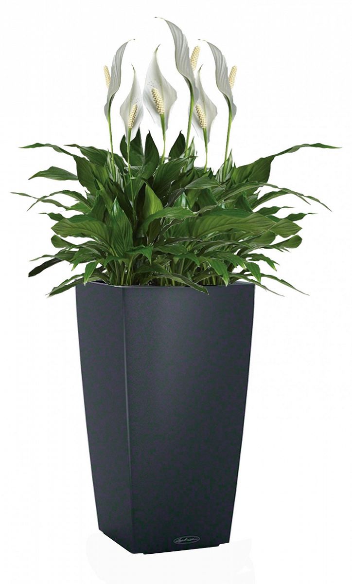 Blooming Spathiphyllum Sweet Chico in LECHUZA CUBICO Color Self-watering Planter, Total Height 60 cm