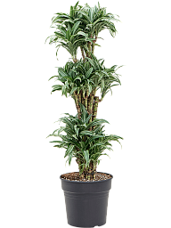 Easy-Care Corn Plant Dracaena compacta variagata Tall Indoor House Plants Trees