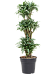 Easy-Care Corn Plant Dracaena compacta variagata Tall Indoor House Plants Trees