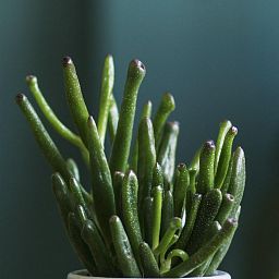 Crassula Ovata Hobbit Money Plant in LECHUZA-PURO Self-watering Planter, Total Height 30 cm