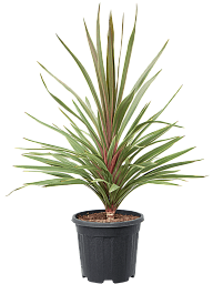Photogenic Ti Plant Cordyline australis 'Red Heart' Indoor House Plants