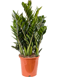 Lush ZZ Plant Zamioculcas zamiifolia 'Super Nova' Indoor House Plants