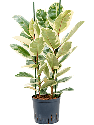 Lush Rubber Plant Ficus elastica 'Tineke' Indoor House Plants
