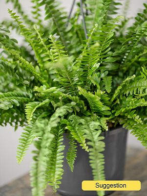 Cheerful Boston Fern Nephrolepis green lady Indoor House Plants
