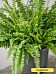 Cheerful Boston Fern Nephrolepis green lady Indoor House Plants