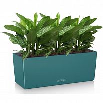Potted House Plant Aglaonema Stripes in LECHUZA BALCONERA Color Petrol...