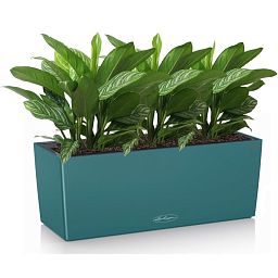 Aglaonema Stripes in LECHUZA BALCONERA Color Self-watering Planter, Total Height 45 cm