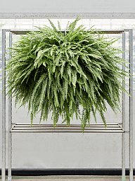 Shade-loving Boston Fern Nephrolepis exaltata 'Green Lady' Indoor House Plants
