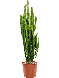 Easy-Care African Milk Tree Euphorbia trigona Indoor House Plants