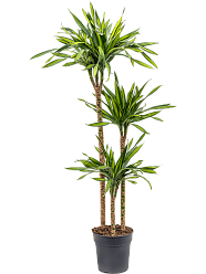 Easy-Care Corn Plant Dracaena fragrans 'Riki' Tall Indoor House Plants Trees