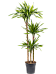 Easy-Care Corn Plant Dracaena fragrans 'Riki' Tall Indoor House Plants Trees