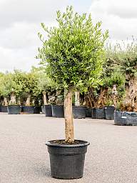 Showy Olive Olea europaea