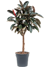 Lush Rubber Plant Ficus elastica 'Abidjan' Indoor House Plants