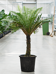 Lush Soft Tree Fern Blechnum gibbum (90-110) Indoor House Plants