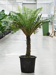 Lush Soft Tree Fern Blechnum gibbum (90-110) Indoor House Plants