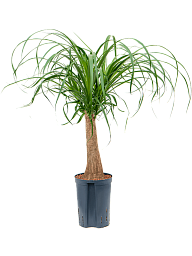 Tropical Ponytail Palm Beaucarnea recurvata Tall Indoor House Plants Trees