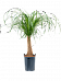 Tropical Ponytail Palm Beaucarnea recurvata Tall Indoor House Plants Trees