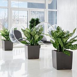 LECHUZA CUBE Square Poly Resin Self-watering Planter