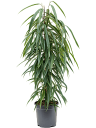 Lush Fig Tree Ficus binnendijkii 'Alii' Indoor House Plants