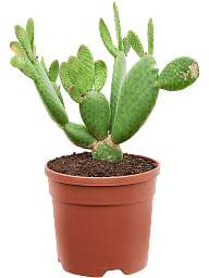 Easy-Care Bunny Ears Opuntia inamoena Indoor House Plants