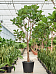 Lush Fiddle Leaf Fig Ficus lyrata Indoor House Plants