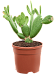 Easy-Care Bunny Ears Opuntia inamoena Indoor House Plants